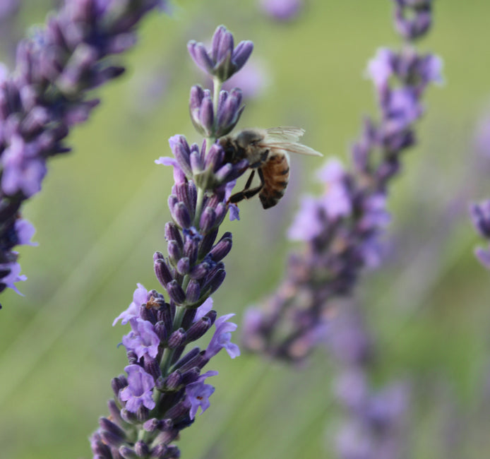 We Passed Inspection!