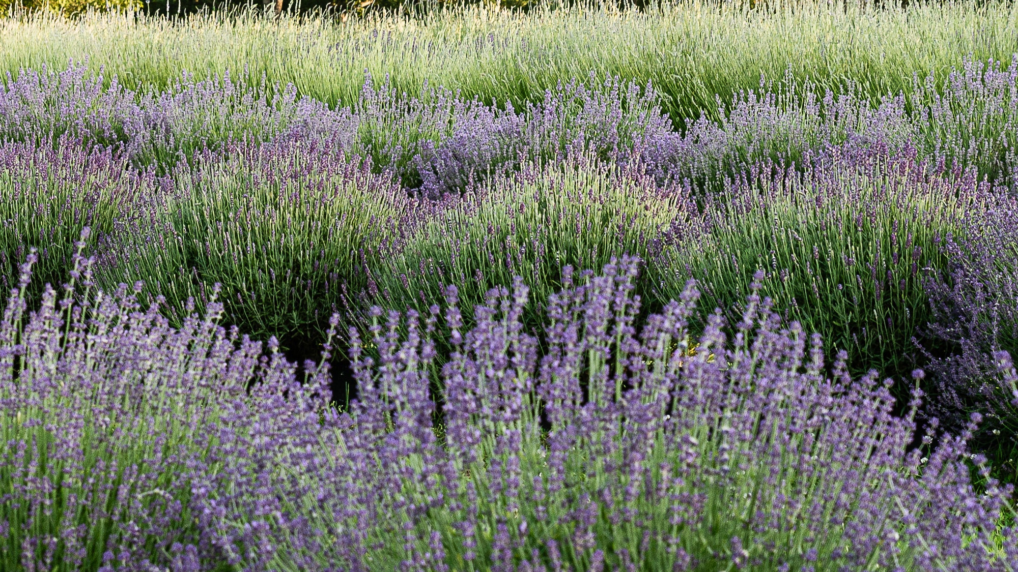 blooming lavender field