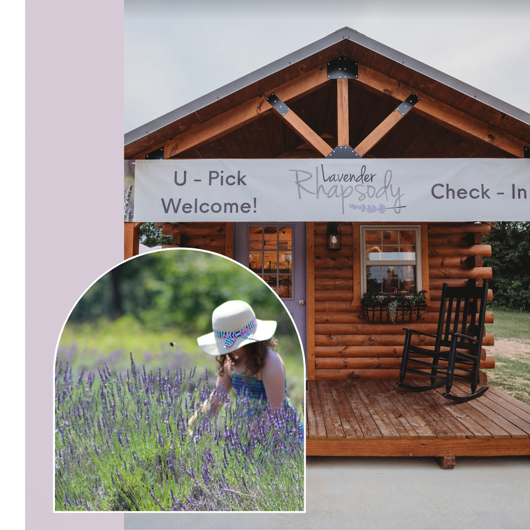 Rolla-MO-Lavender-Farm-Pick-Your-Own-Lavender-Farm