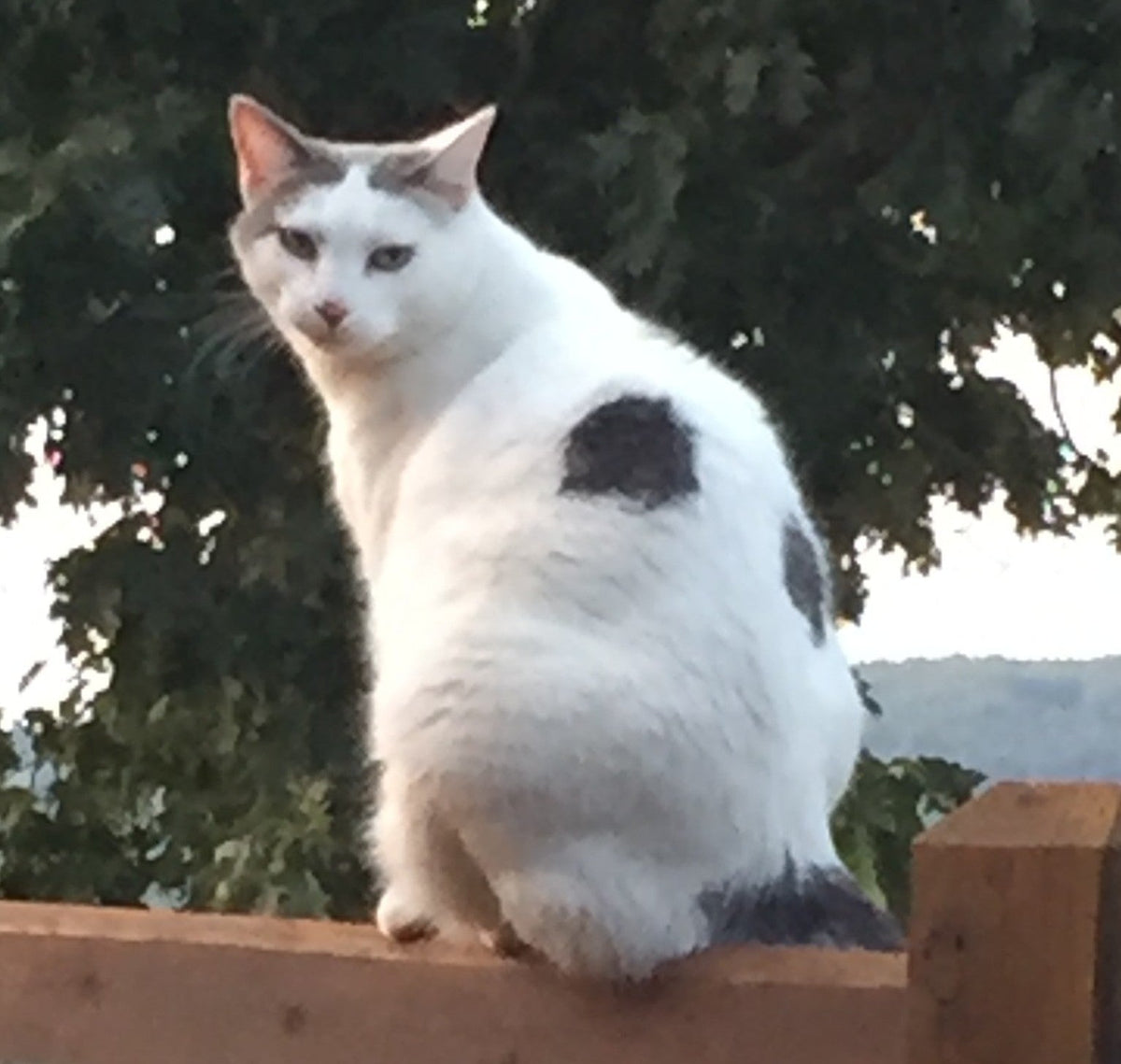 white cat with gray spots sitting on wooden fence.  Tree in the background.
