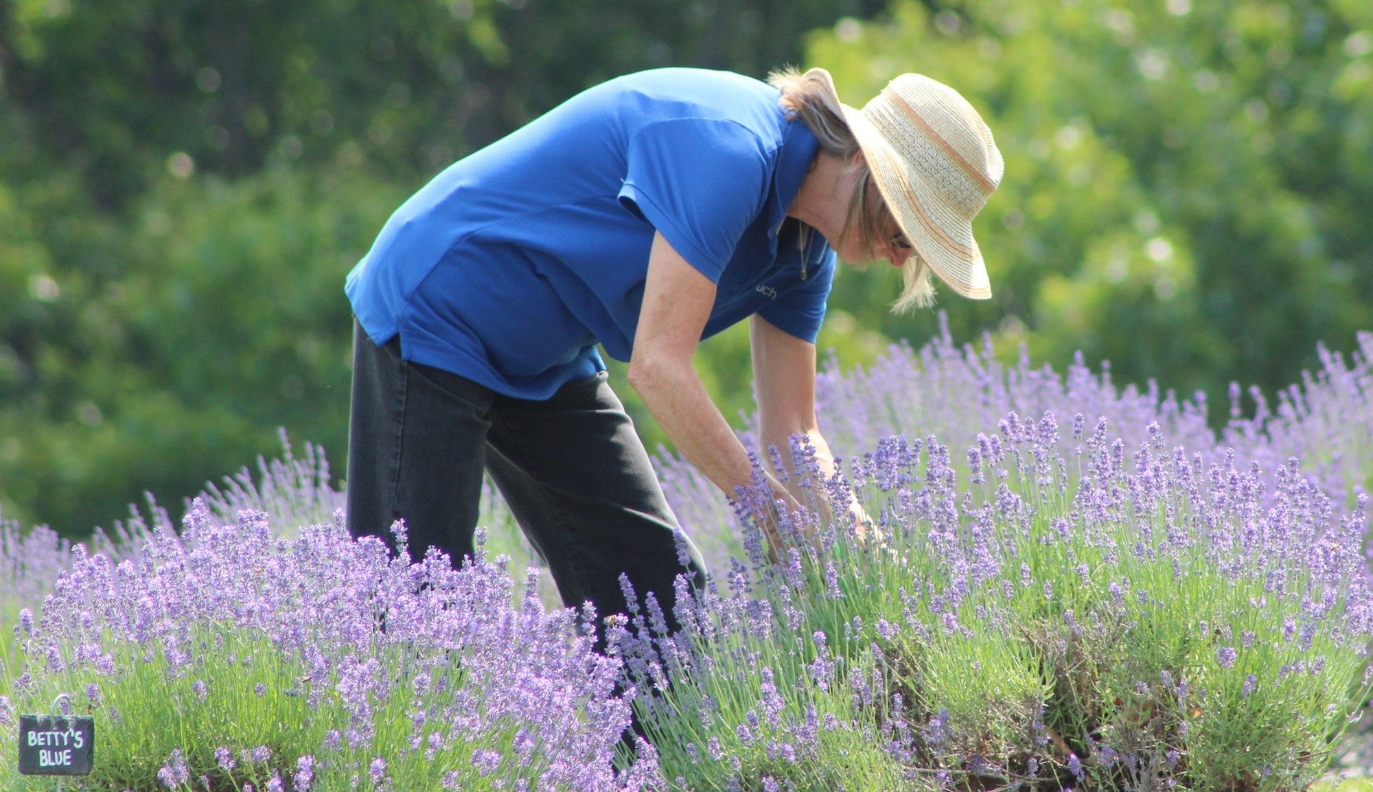 woman cutting lavender in a field