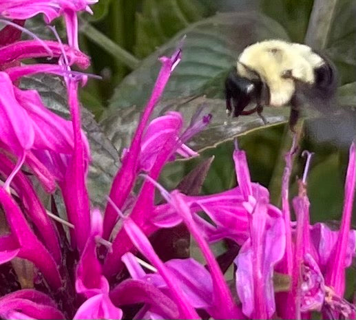 Perfect Partners: Best Companion Plants for Lavender