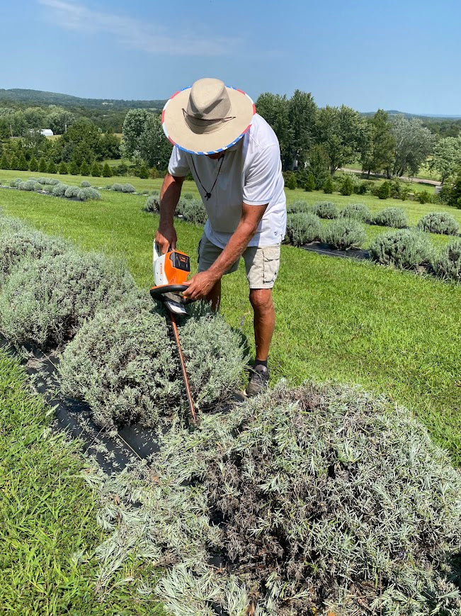 Pruning Lavender for Healthier Plants Next Season