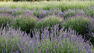 Lavender Field Photography Tips